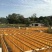 腐竹包装