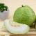 番石榴苗50~80cm