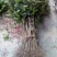 番石榴苗50~80cm