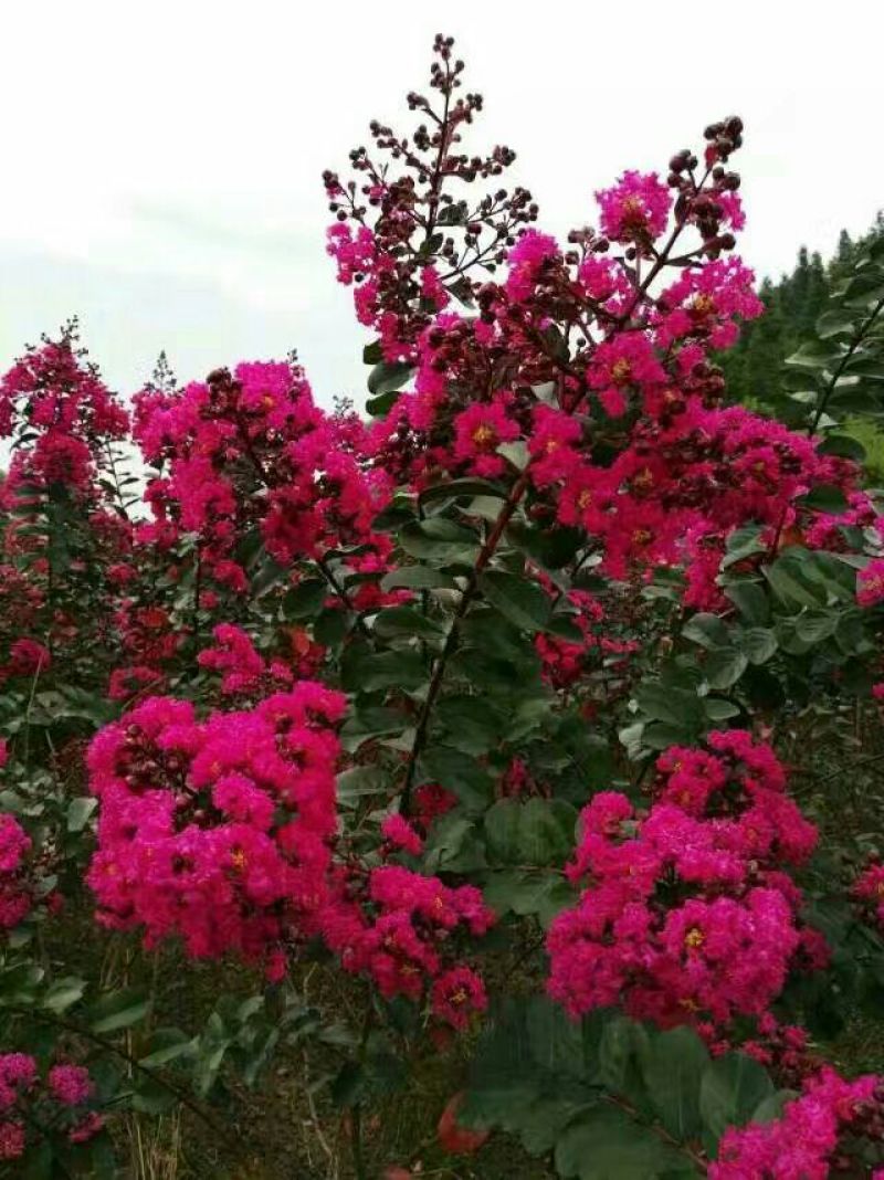 红花紫薇1米以下2cm以下0.5~1米