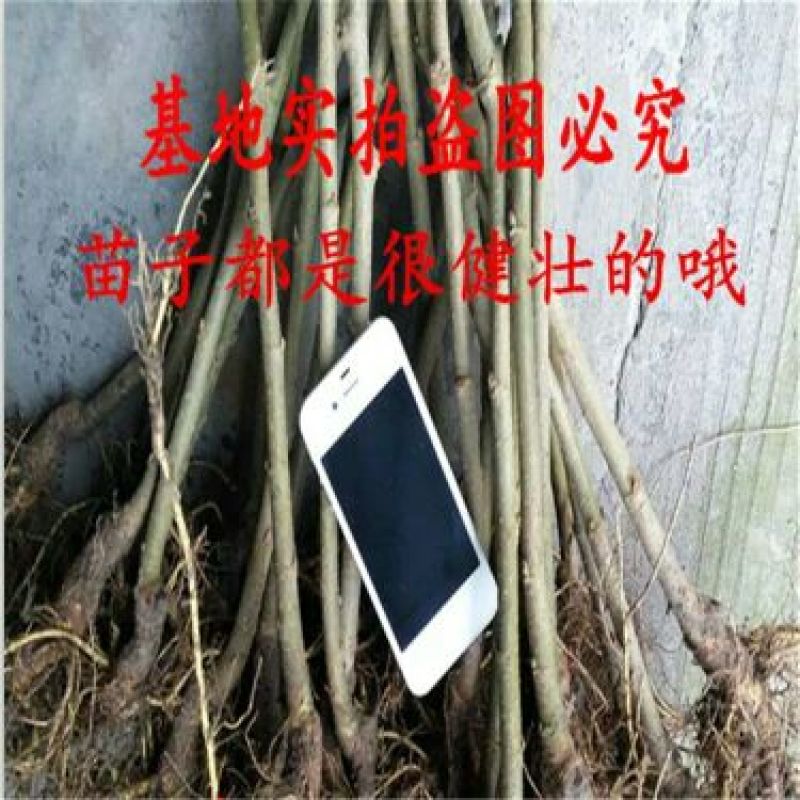果桑苗