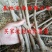 果桑苗
