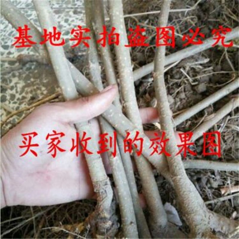 果桑苗