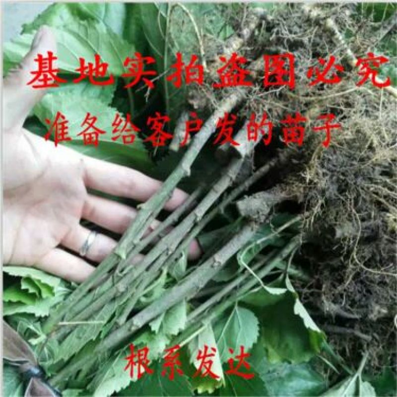 果桑苗