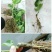 果桑苗