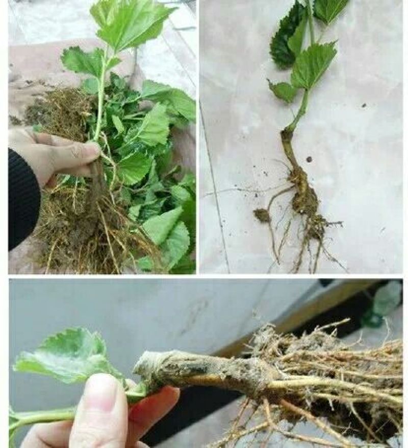 果桑苗