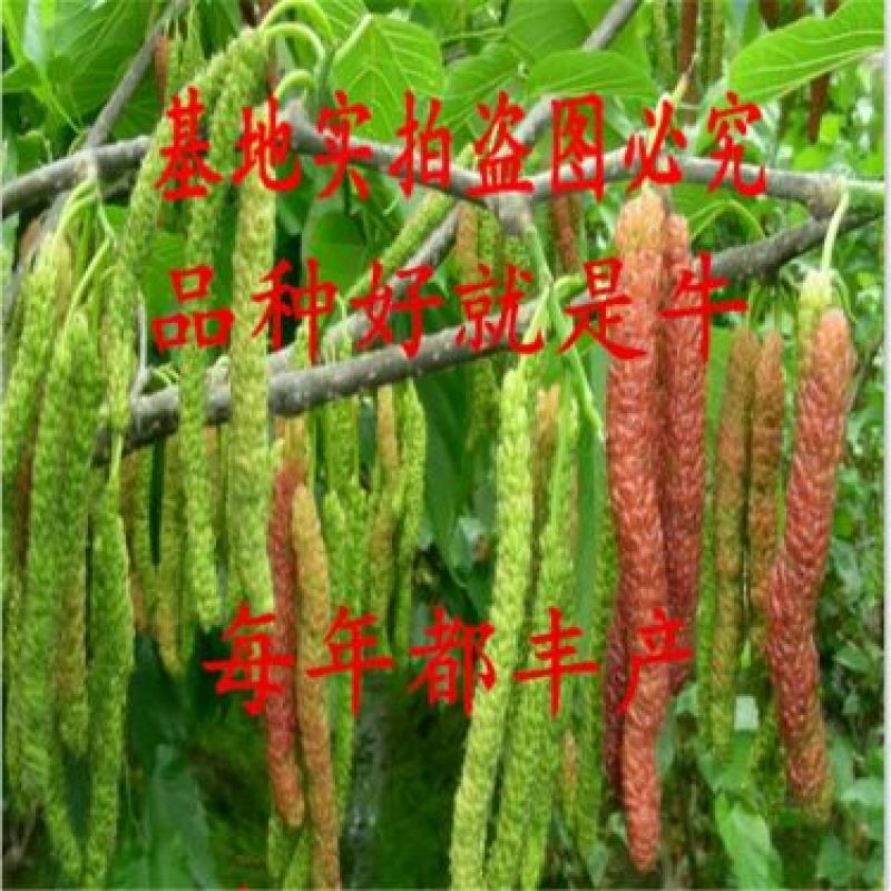 果桑苗
