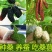 果桑苗
