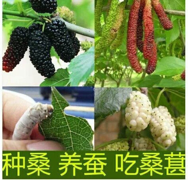 果桑苗
