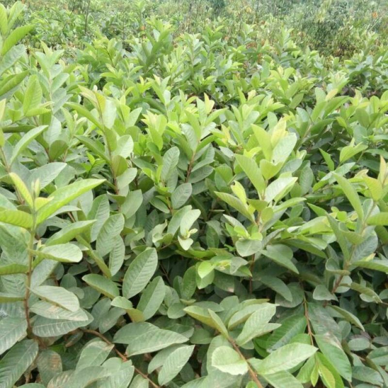 番石榴苗50~80cm