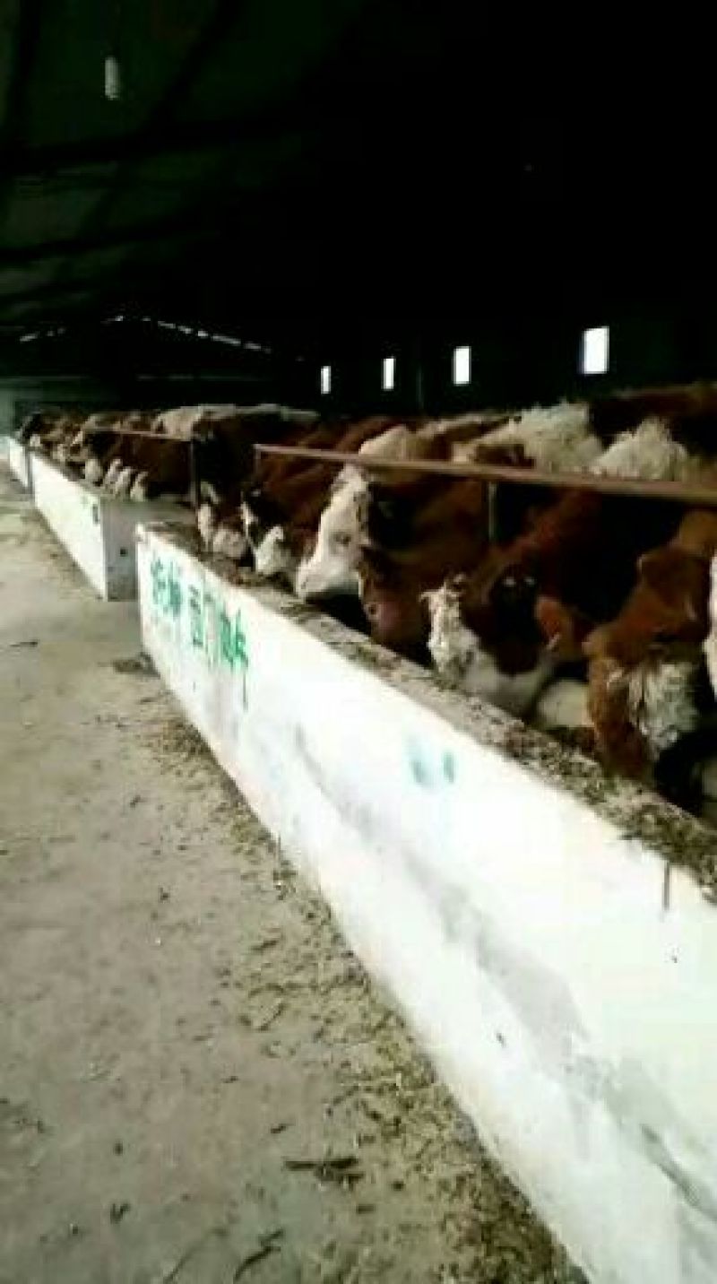 西门塔尔牛犊100~200kg