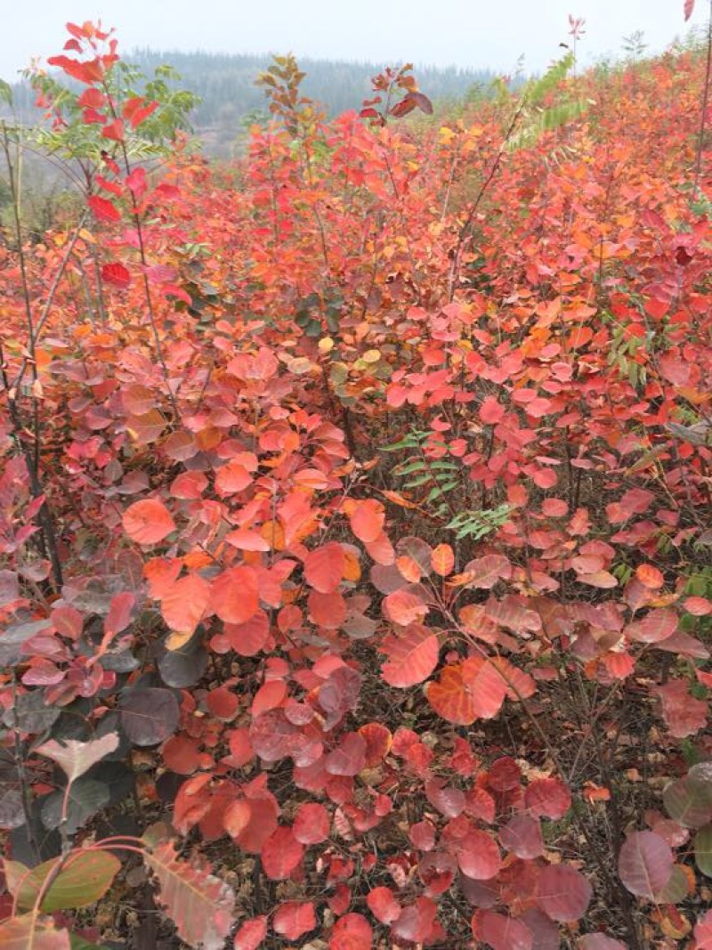 黄栌苗