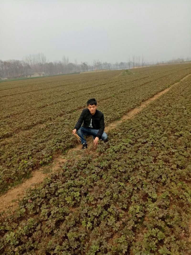 油牡丹苗10cm以下