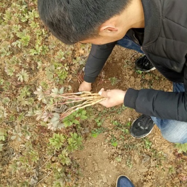 油牡丹苗10cm以下