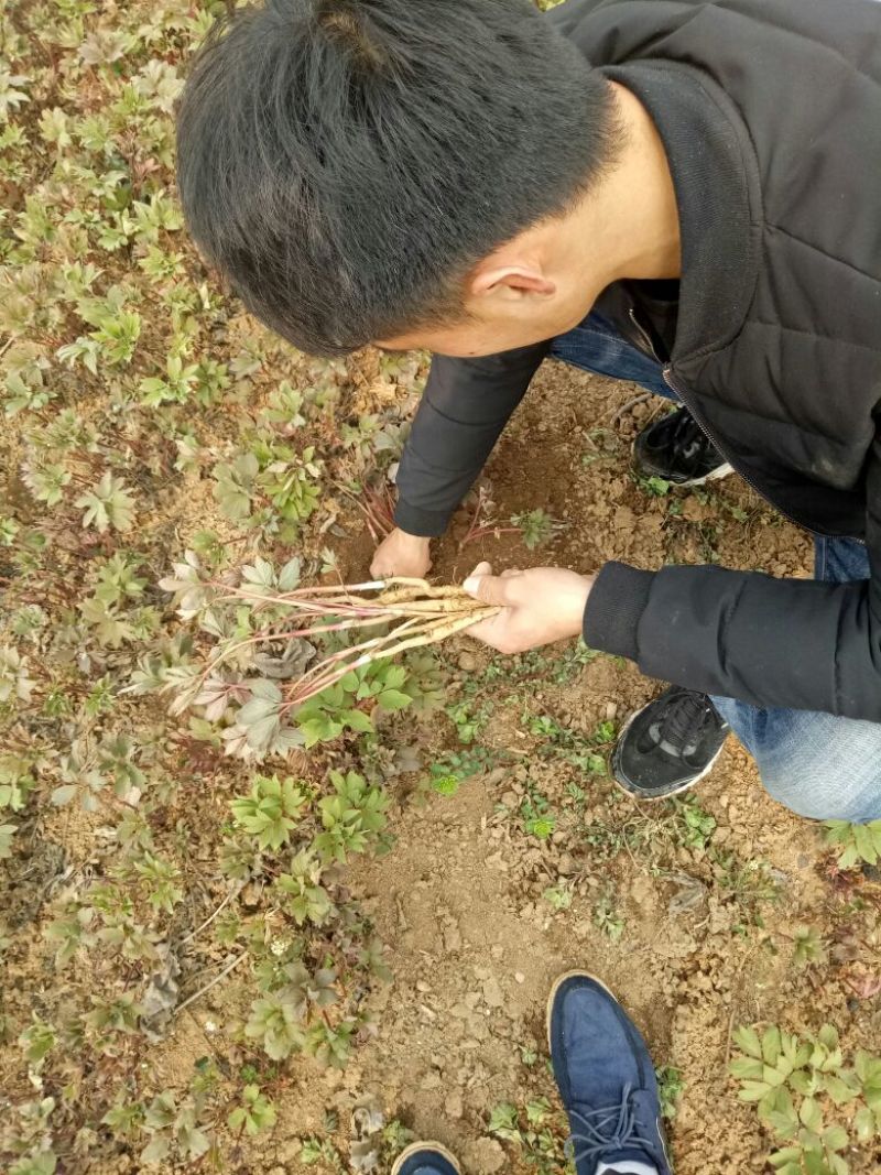 油牡丹苗10cm以下