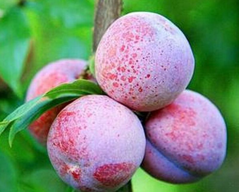 三华李树苗2年嫁接苗