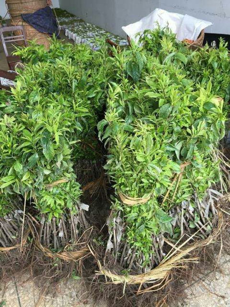三华李树苗2年嫁接苗