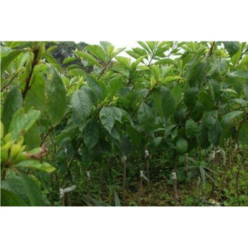 三华李树苗2年嫁接苗