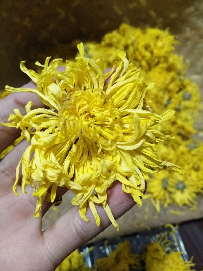 菊花茶