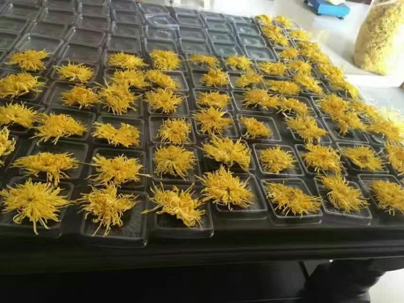 菊花茶