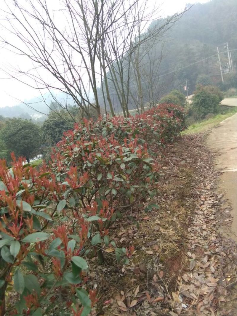 红叶石楠2~4cm4~6cm0.5~1米