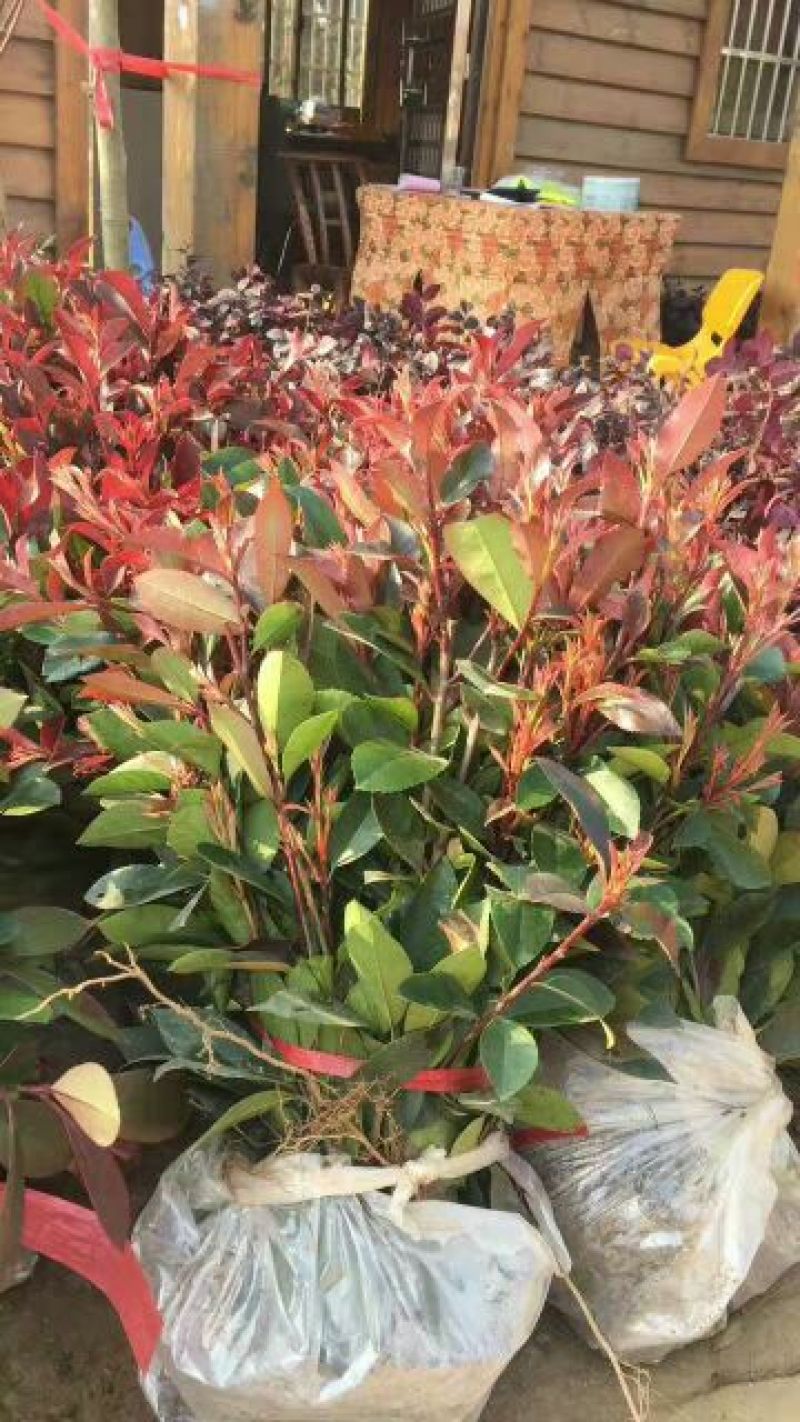 红叶石楠4~6cm4~6cm2.5~3米