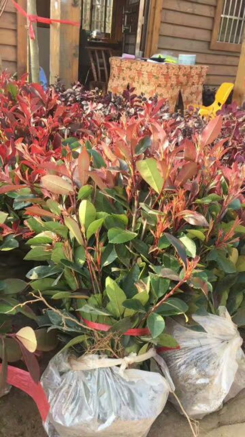 红叶石楠4~6cm4~6cm2.5~3米