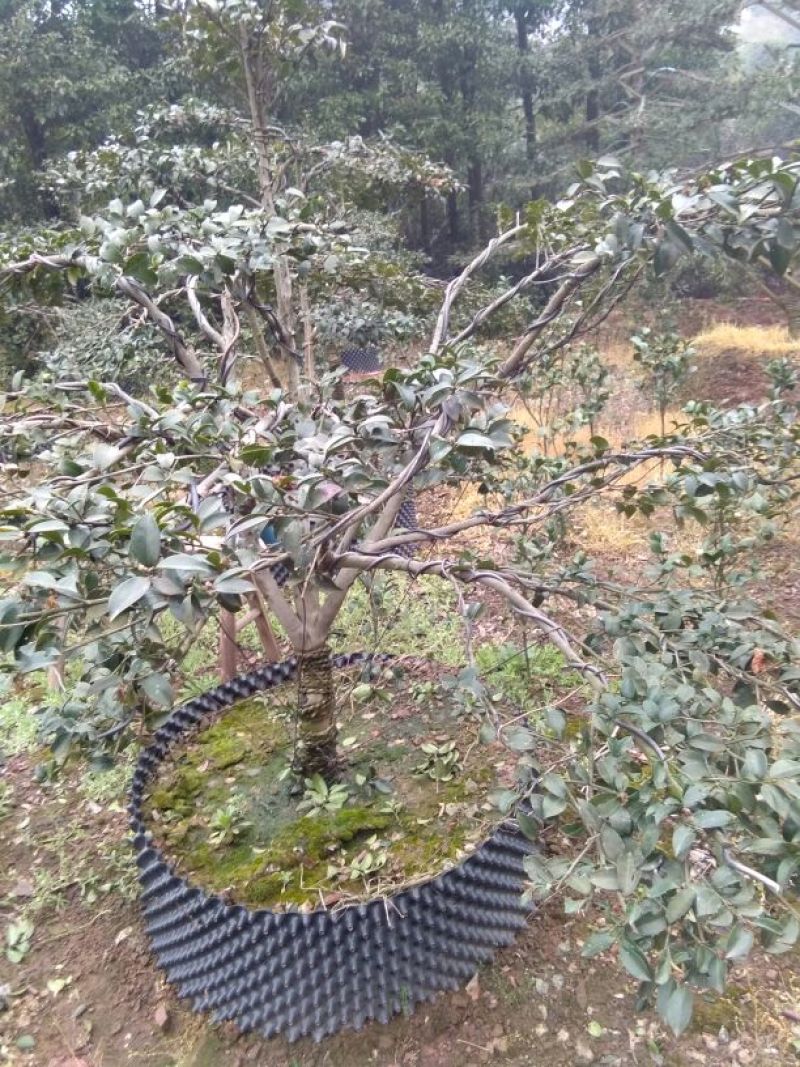 造型树