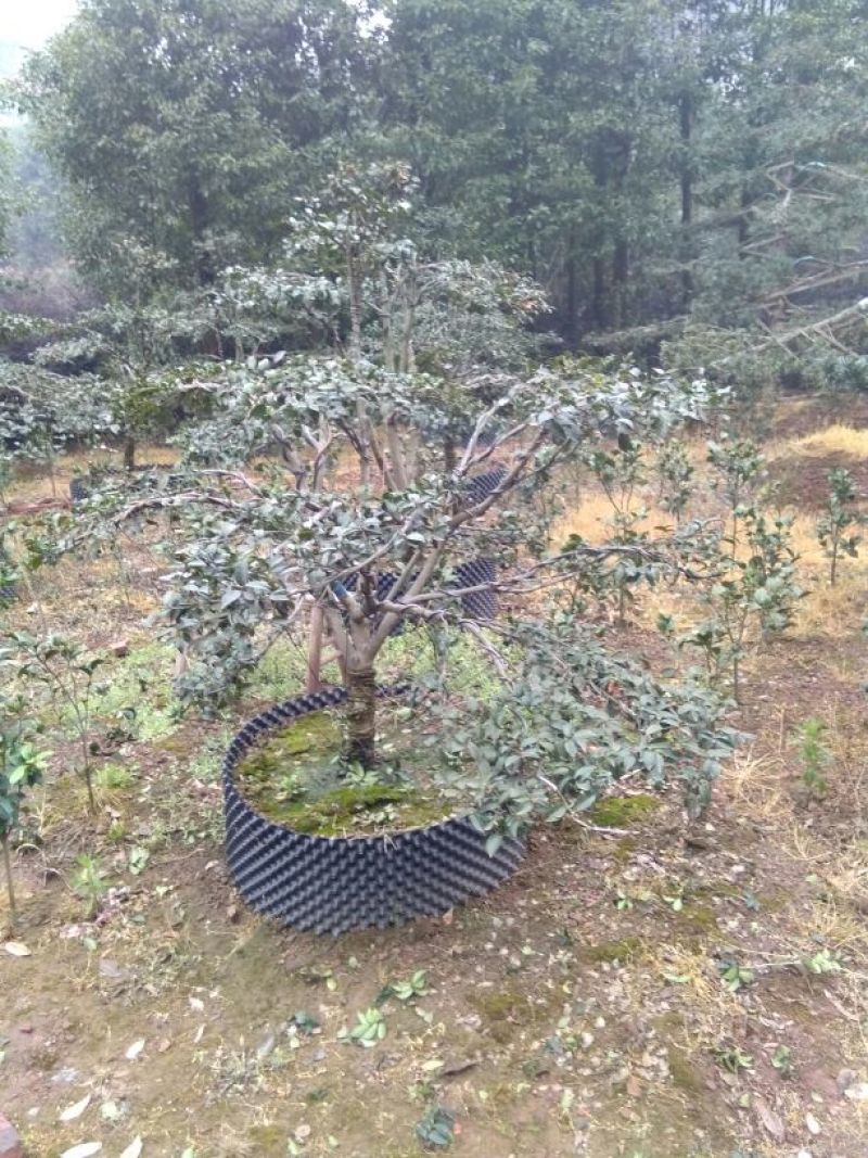 造型树