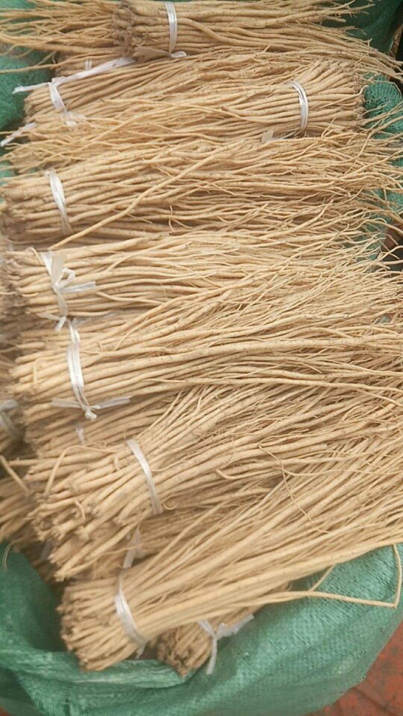 白条党参苗