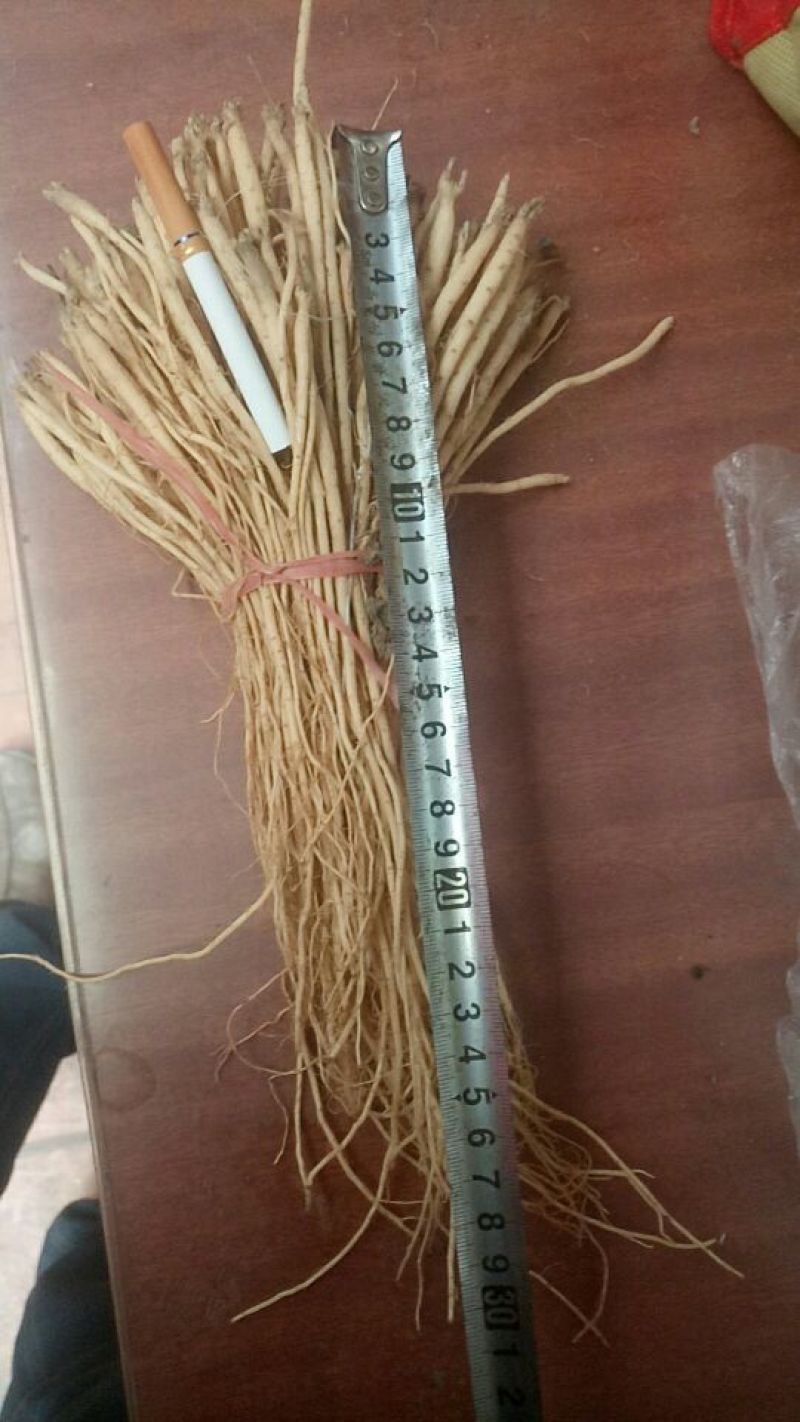 白条党参苗