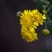 菊花茶