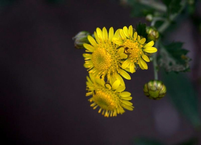 菊花茶