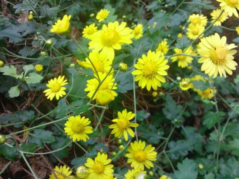菊花茶
