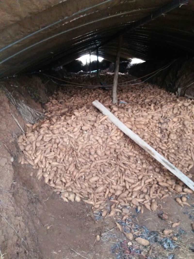 红薯1两以上商品薯红心