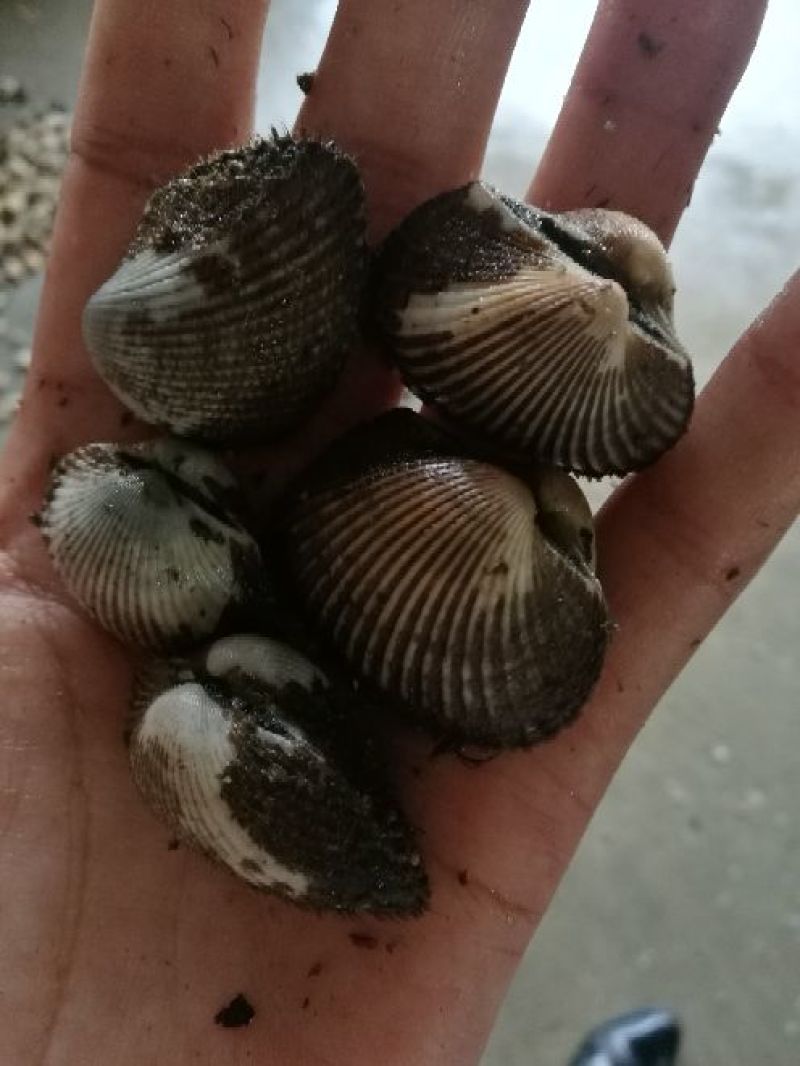 红螺鲜活血蛤毛螺毛蛤血螺