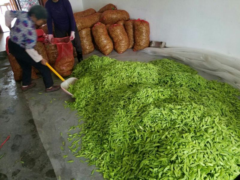 荷兰豆未饱满