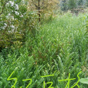 南方红豆杉苗70~80cm