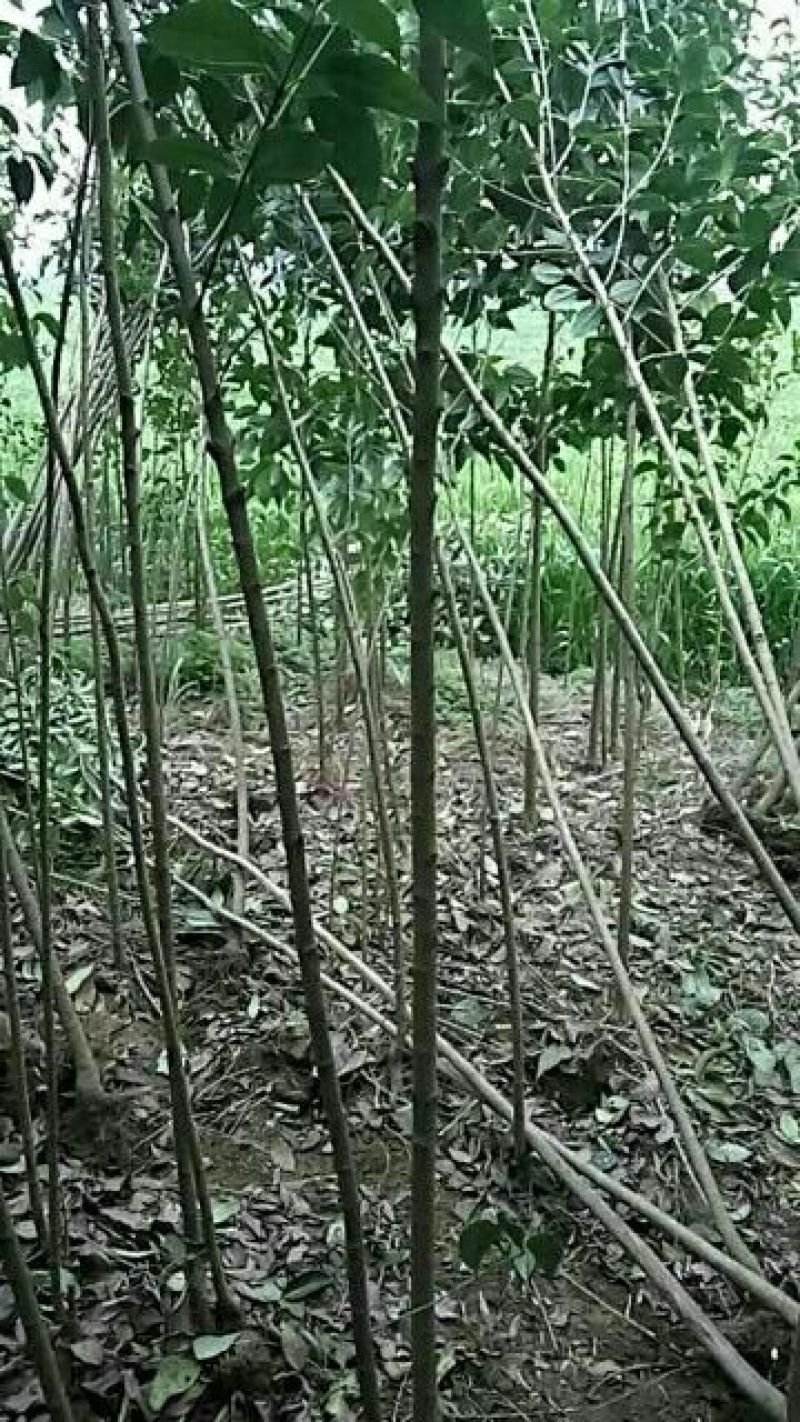 大叶女贞4cm以下