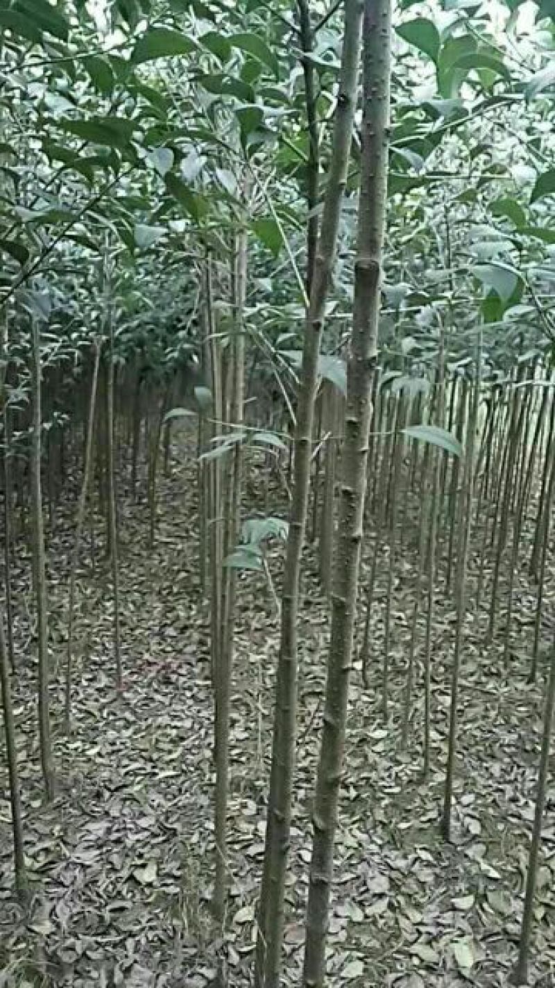 大叶女贞4cm以下