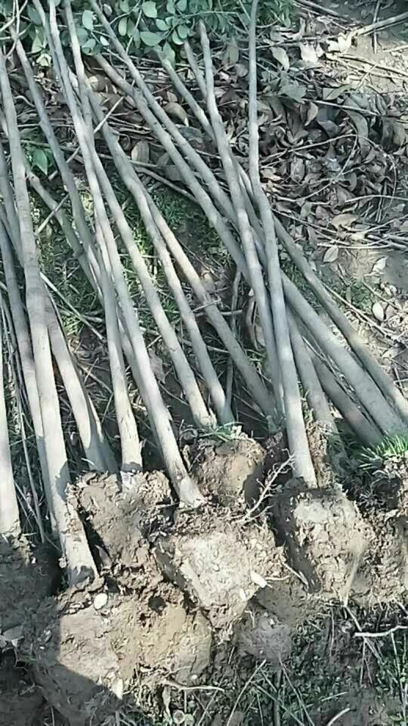 大叶女贞4cm以下