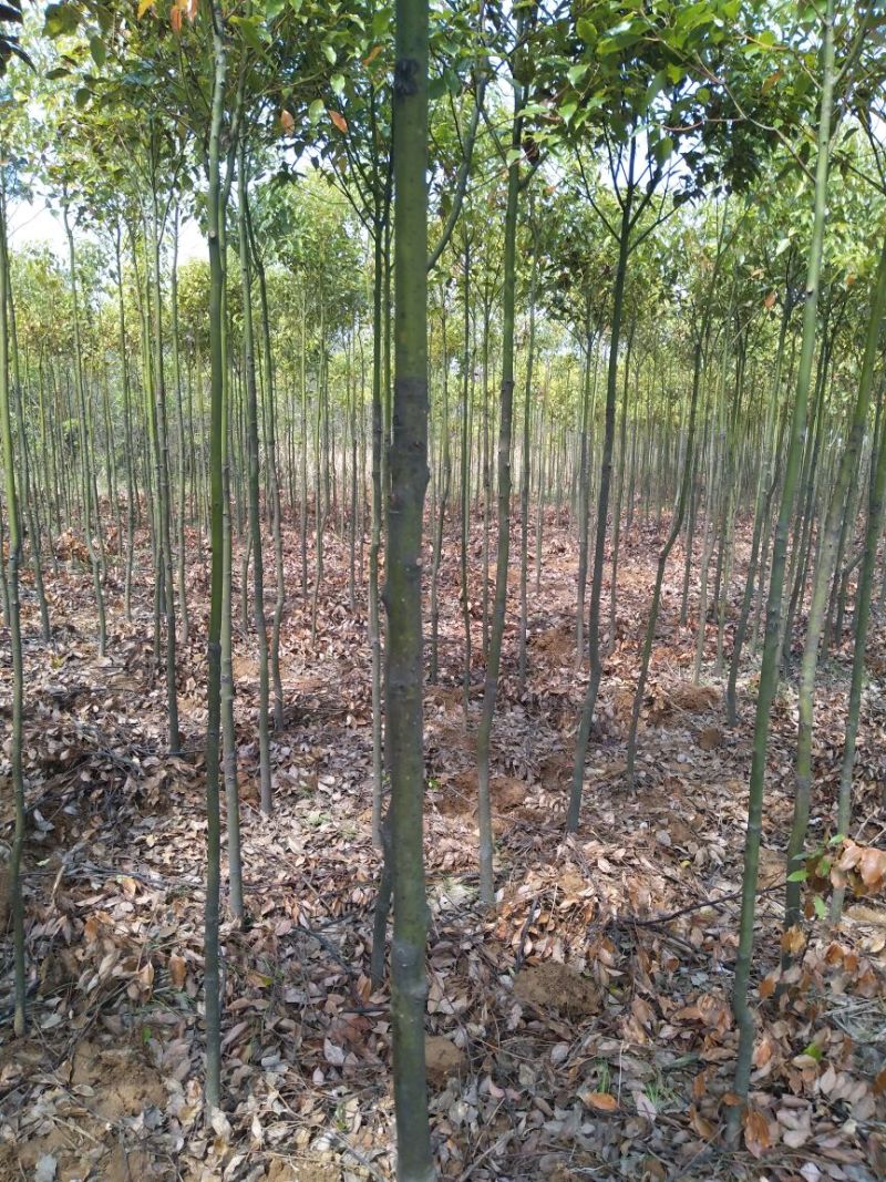 大叶女贞4cm以下