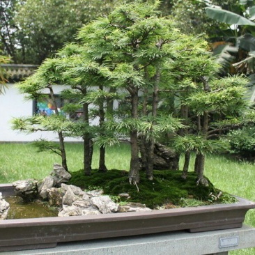 金钱松盆景小苗易成活
