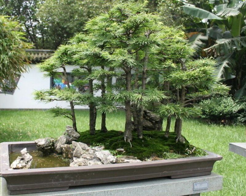 金钱松盆景小苗易成活