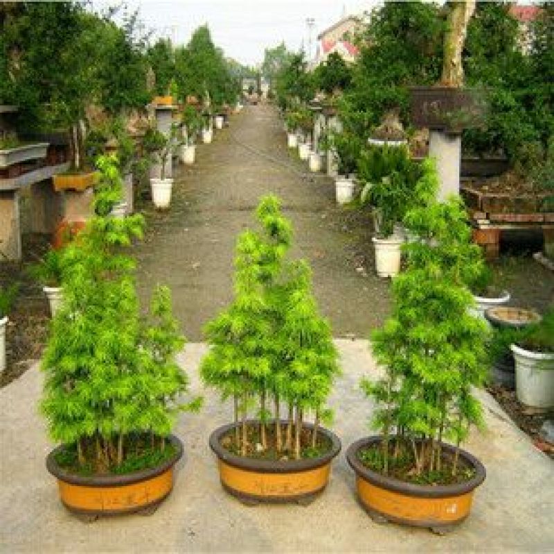 金钱松盆景小苗易成活
