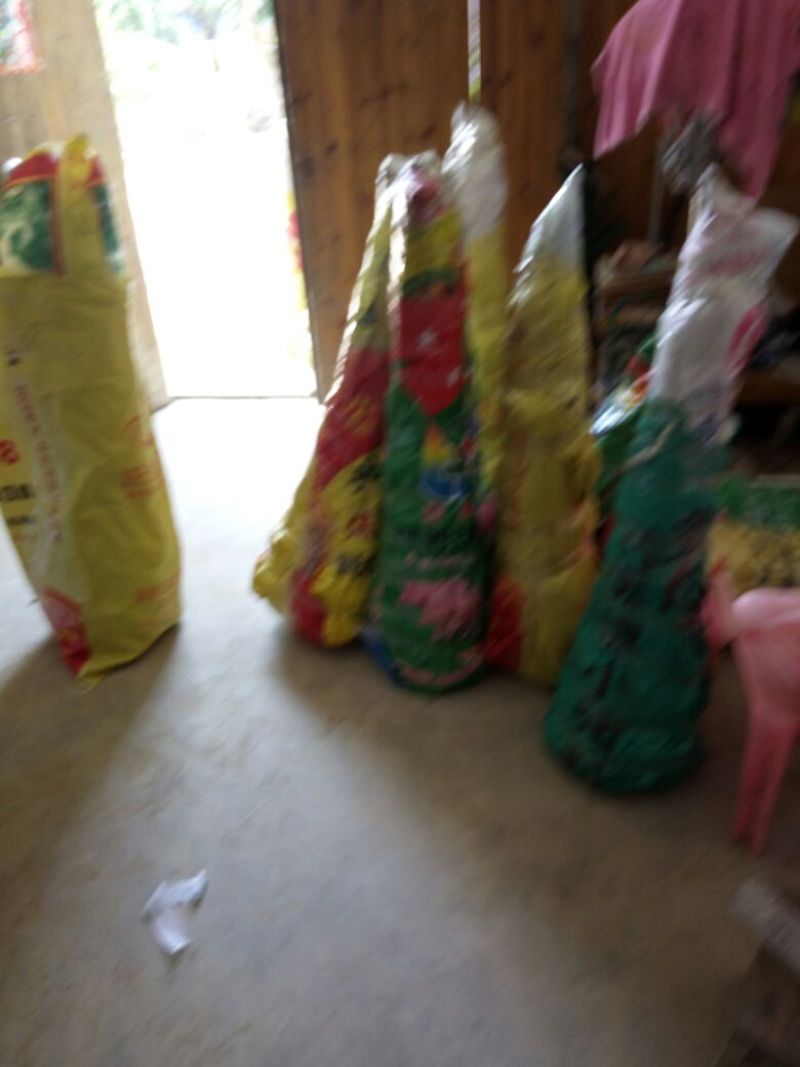 无核荔枝苗30~50cm