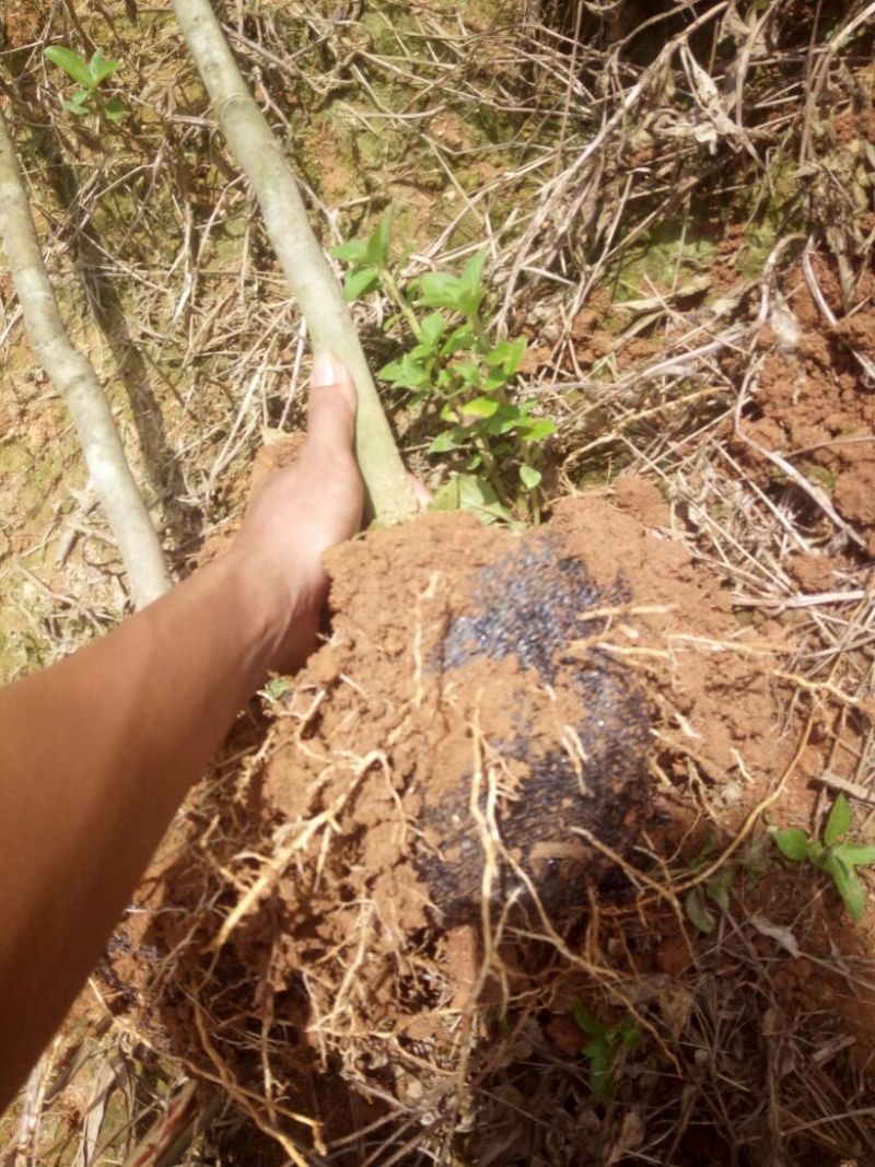 无核荔枝苗30~50cm
