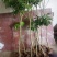 无核荔枝苗30~50cm