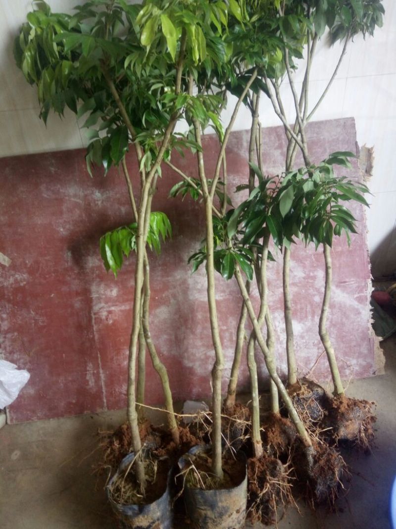 无核荔枝苗30~50cm