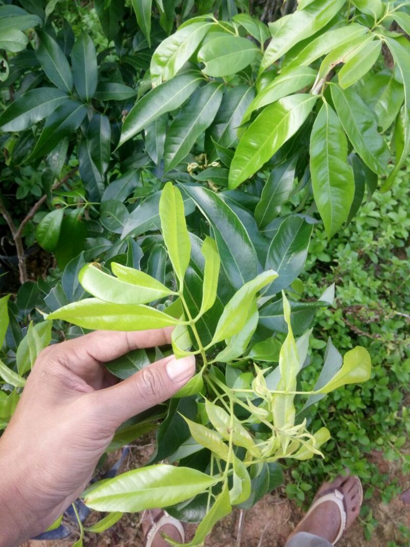 无核荔枝苗30~50cm